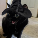 quicksilver-queen avatar