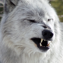 quieroserunlobo avatar