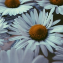 quiet-violence avatar