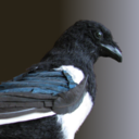 quietmagpie avatar