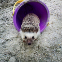 quilliam-the-hedgehog avatar