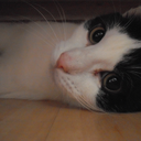 quillinkandmuse avatar