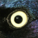 quiltedcastle avatar