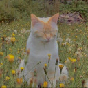 quin-is-a-fruit avatar