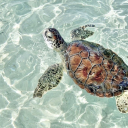 quinn-host-arc avatar