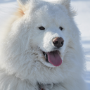 quinnsamoyed avatar