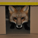 quirckyfoxinabox avatar