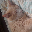 quirky-apple-pie356 avatar