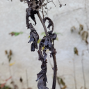 quivivraverra8 avatar