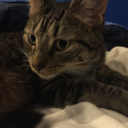 quixotic-artist avatar