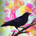 quizzicalcrow avatar