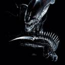 quizzically-hyperfixated avatar