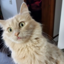 quondamprolix avatar