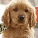 quotes-n-puppies avatar