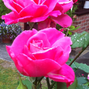 quoth-the-jackdaw avatar