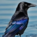 quoththecorvidae avatar