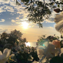 r0ses-are-r0sie avatar