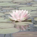 r0ttingg-d0ll avatar