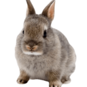 rabbit-main avatar