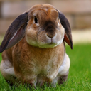 rabbit-overload avatar