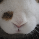 rabbitfaces avatar