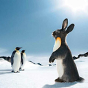 rabbitpenguin avatar