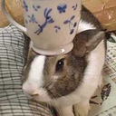 rabbitsandtea avatar