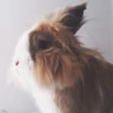 rabbitsarerad avatar