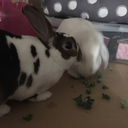 rabbitsideblog avatar