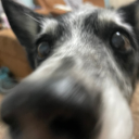 rabbitslikecarrots avatar