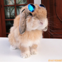 rabbitsoverload avatar