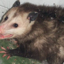 rabidasexualopppsum avatar