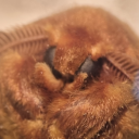 rabidrobotrabbit avatar