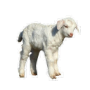 rabiesqueer-archive avatar