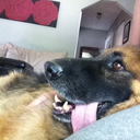 rabioheabsdog avatar