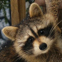 raccoon--anon avatar