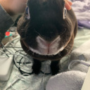 raccoon-bandit avatar