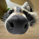 raccoon-central avatar