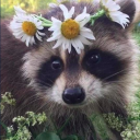 raccoon-is-my-spirit-animal avatar