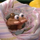 raccoon-runaway avatar