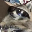 raccoonasheck avatar