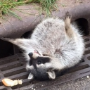 raccooncuddler avatar