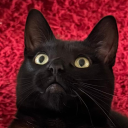 raccoondefensesquad avatar