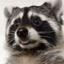 raccoondit avatar