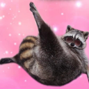 raccoonempress avatar