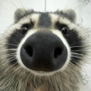 raccoonfem avatar