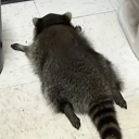 raccoonings avatar