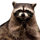 raccooninnit avatar