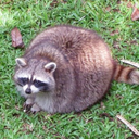 raccoonofficial avatar