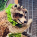 raccoononvacation avatar